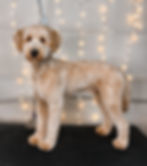 Freshly groomed doodle