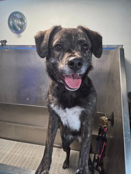 Freshly groomed dog from Brynna's Paw Passionate Grooming