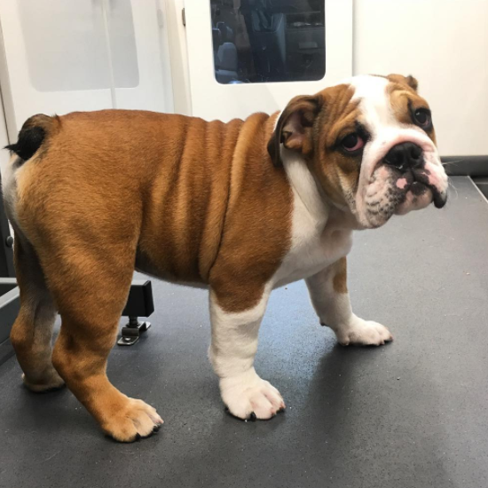 Recently groomed dog from Bubbles 'n' Bones