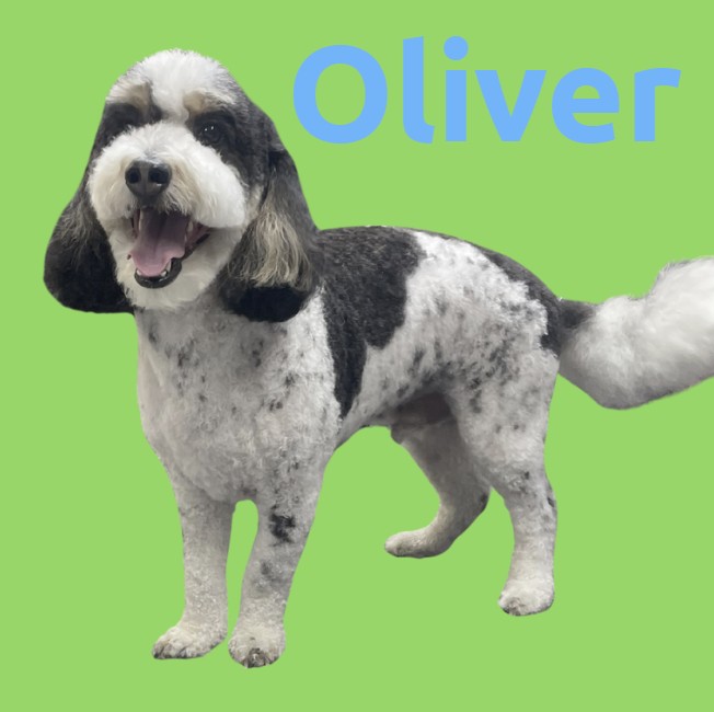 Dog named Oliver in the Bubbly Pawz gallery