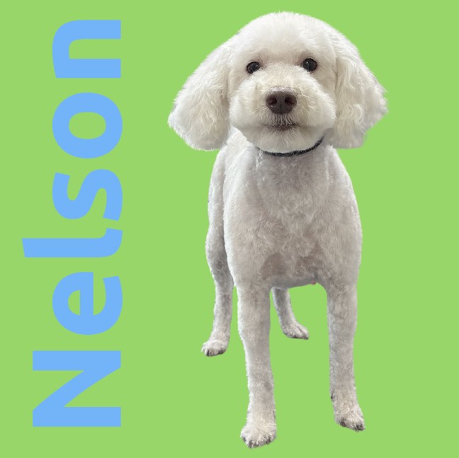 Dog named Nelson after grooming by Bubbly Pawz LLC