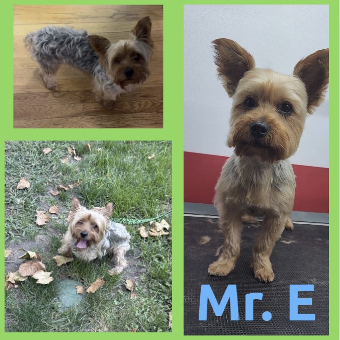 Dog named Mr. E shown in the Bubbly Pawz gallery