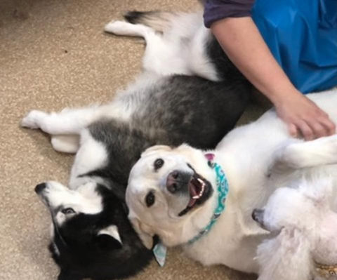 Groomed pet from Buzzy Bees Mobile Pet Grooming gallery