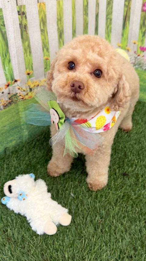 Pet after grooming by Buzzy Bees Mobile Pet Grooming