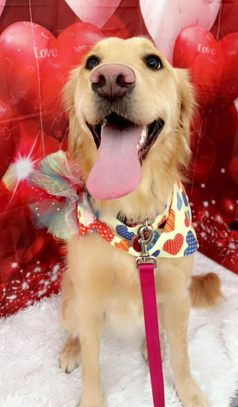 Styled dog from Buzzy Bees Mobile Pet Grooming gallery