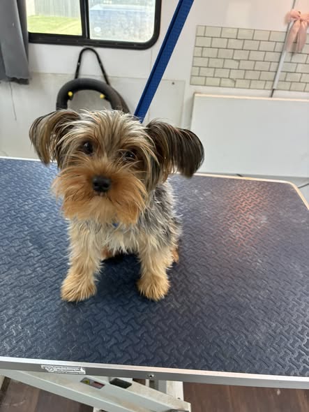 Groomed dog from C & C Mobile Grooming