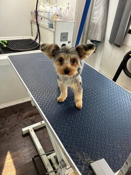 Freshly groomed pet from C & C Mobile Grooming