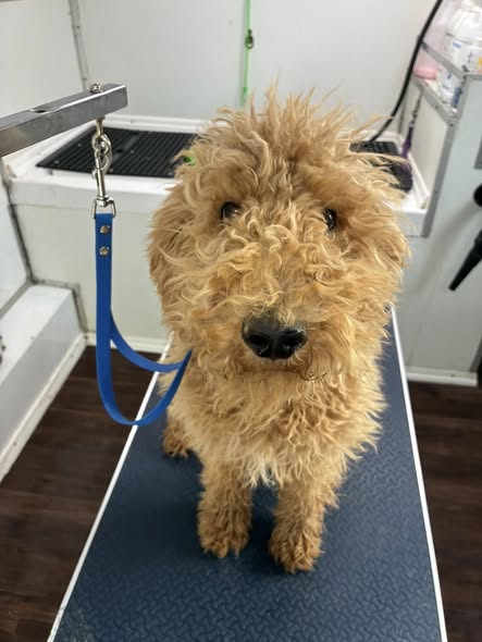 Styled dog from C & C Mobile Grooming