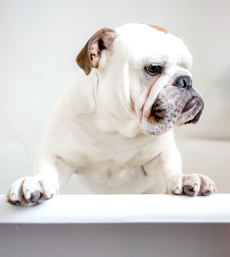 Canine Clean and Cut