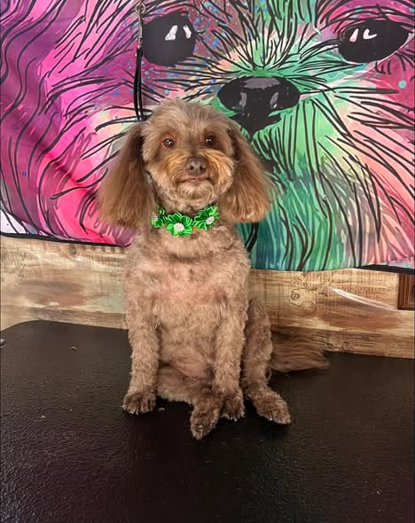 Groomed dog photo shared by Canine Kisses Mobile Grooming