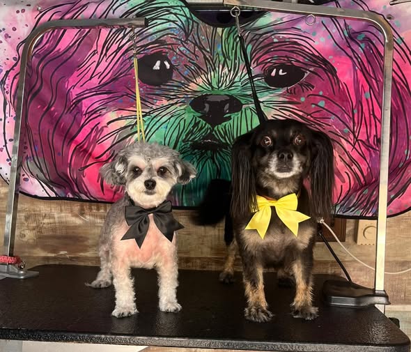 Another groomed dog from Canine Kisses Mobile Grooming