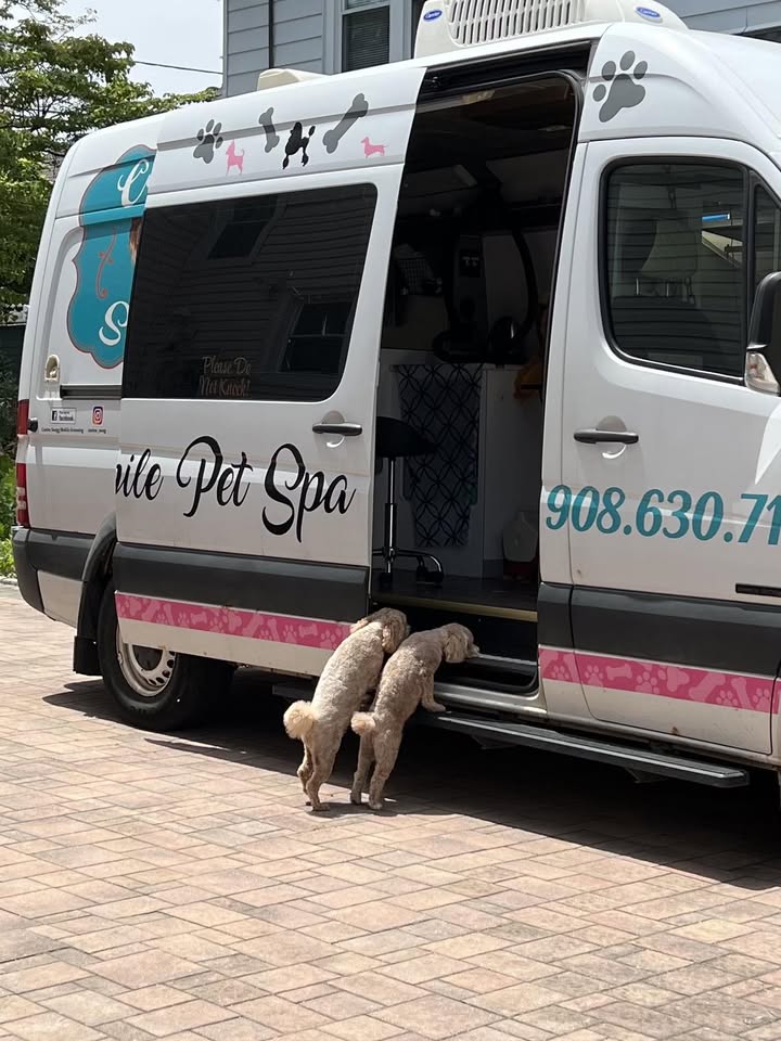 Canine Swagg Mobile Dog Grooming