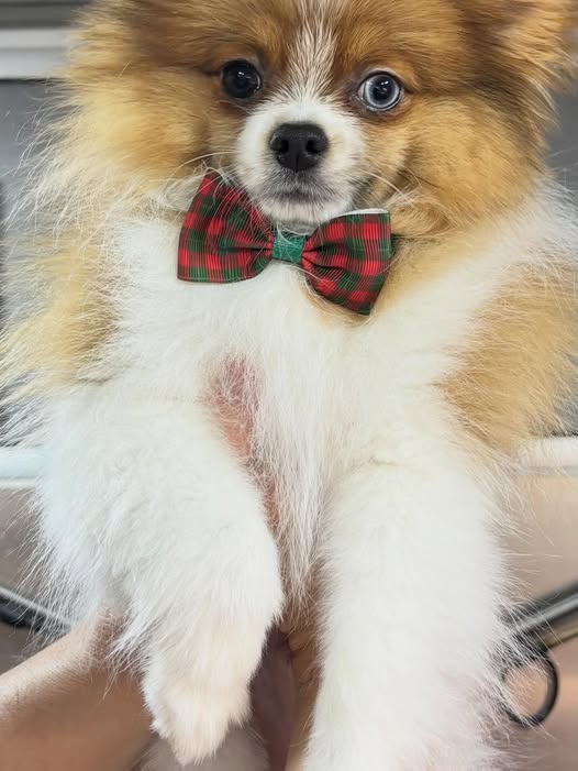 Groomed dog photo from Canine Swagg Mobile Dog Grooming