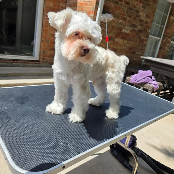 Groomed dog photo from Carlos' Hands That Groom