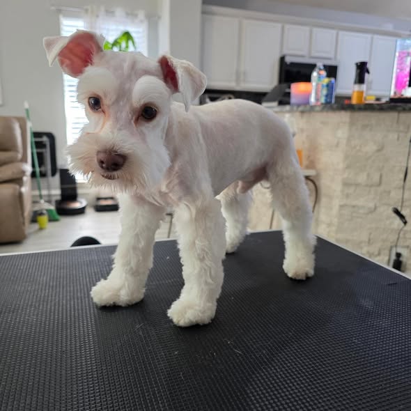 Additional groomed dog photo from Carlos' Hands That Groom