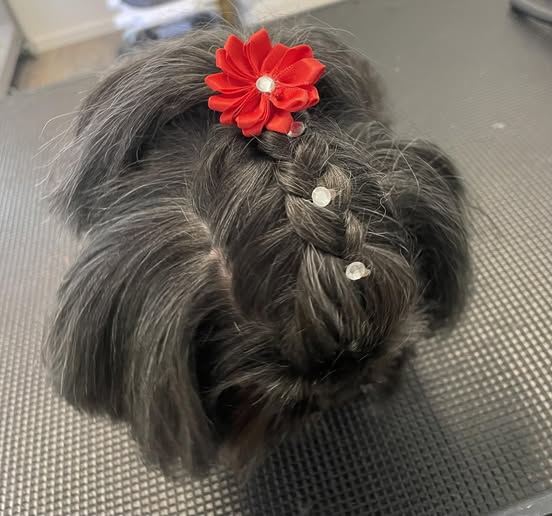 Recent groomed pet photo from Casey's Pet Grooming and Mobile Pet Spaw
