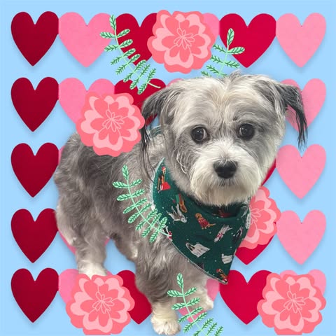 Dog grooming result from CC's Mobile Pet Spa