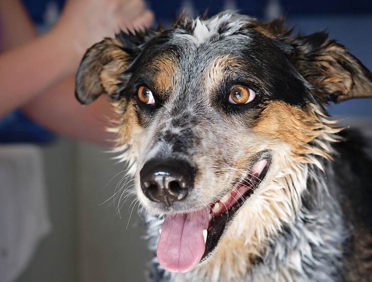 Dog photo from Celia's Mobile Grooming website