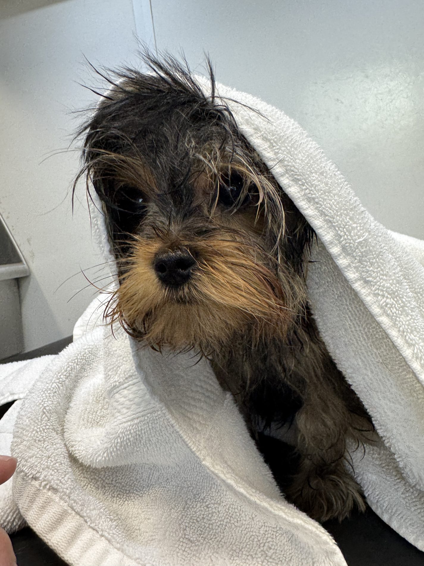 Freshly groomed small dog wrapped in a towel