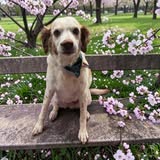 Another groom result photo from Chasin' Tails Mobile Dog Grooming