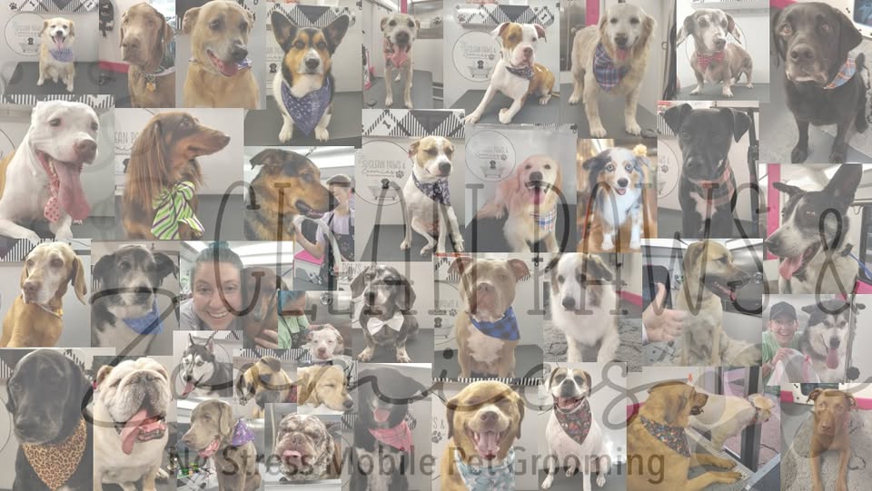 Clean Paws & Zoomies profile photo