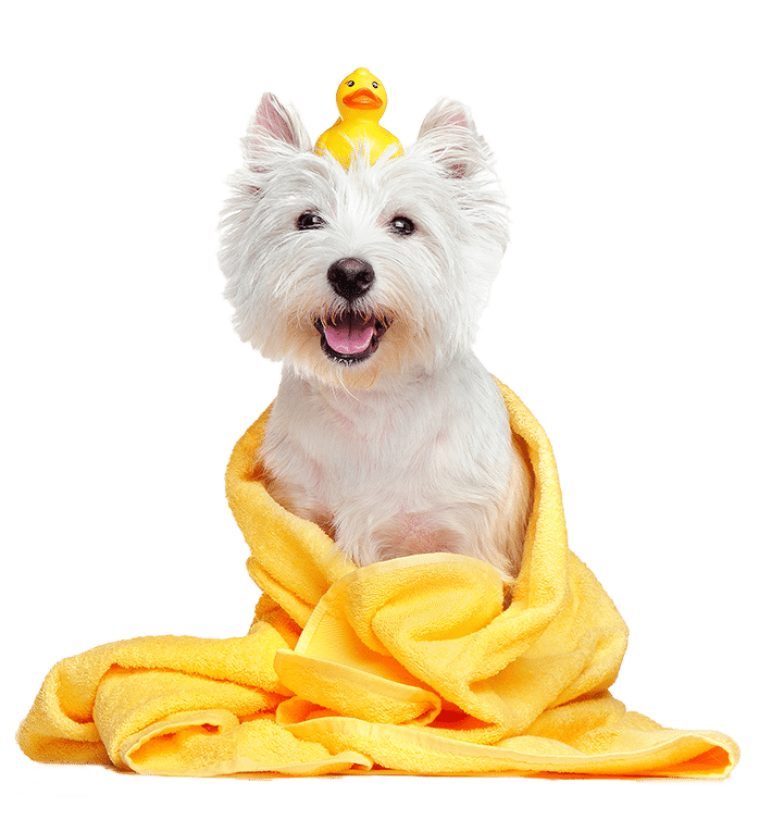 Dog featured on CleanPup's Boise mobile grooming homepage