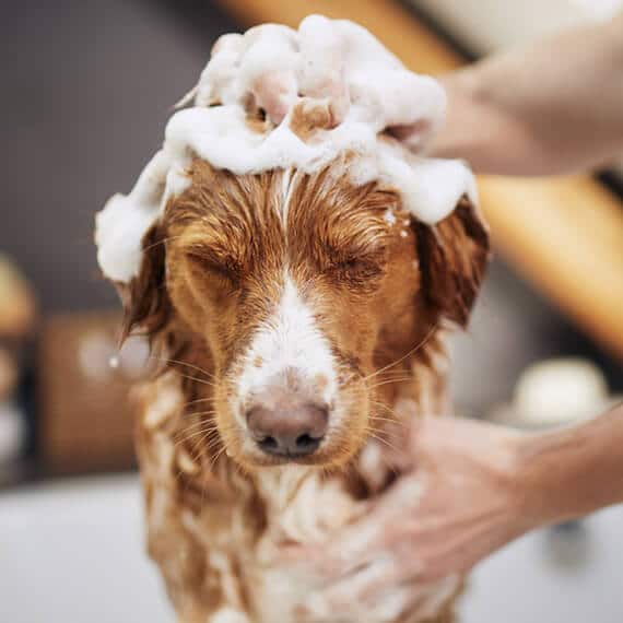 Dog receiving bath care