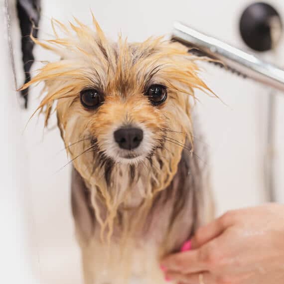 Dog being washed during grooming