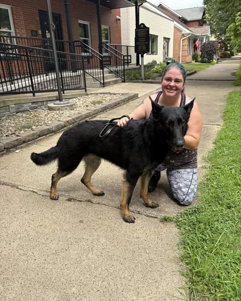 Dog after grooming by Comfort Clips Mobile Grooming