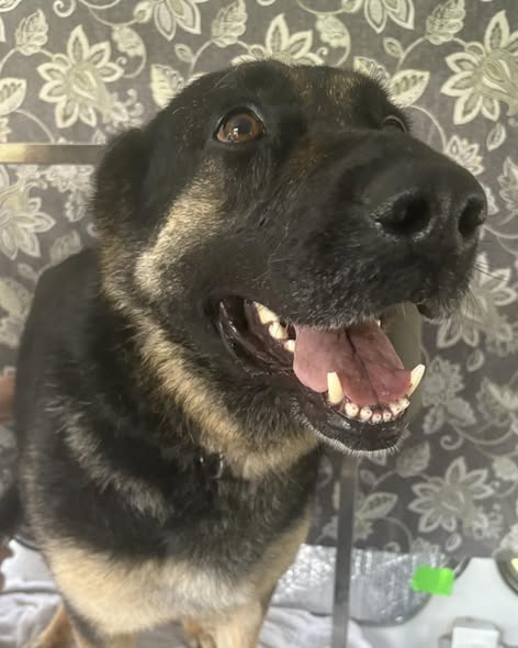 Freshly groomed dog from Comfort Clips Mobile Grooming