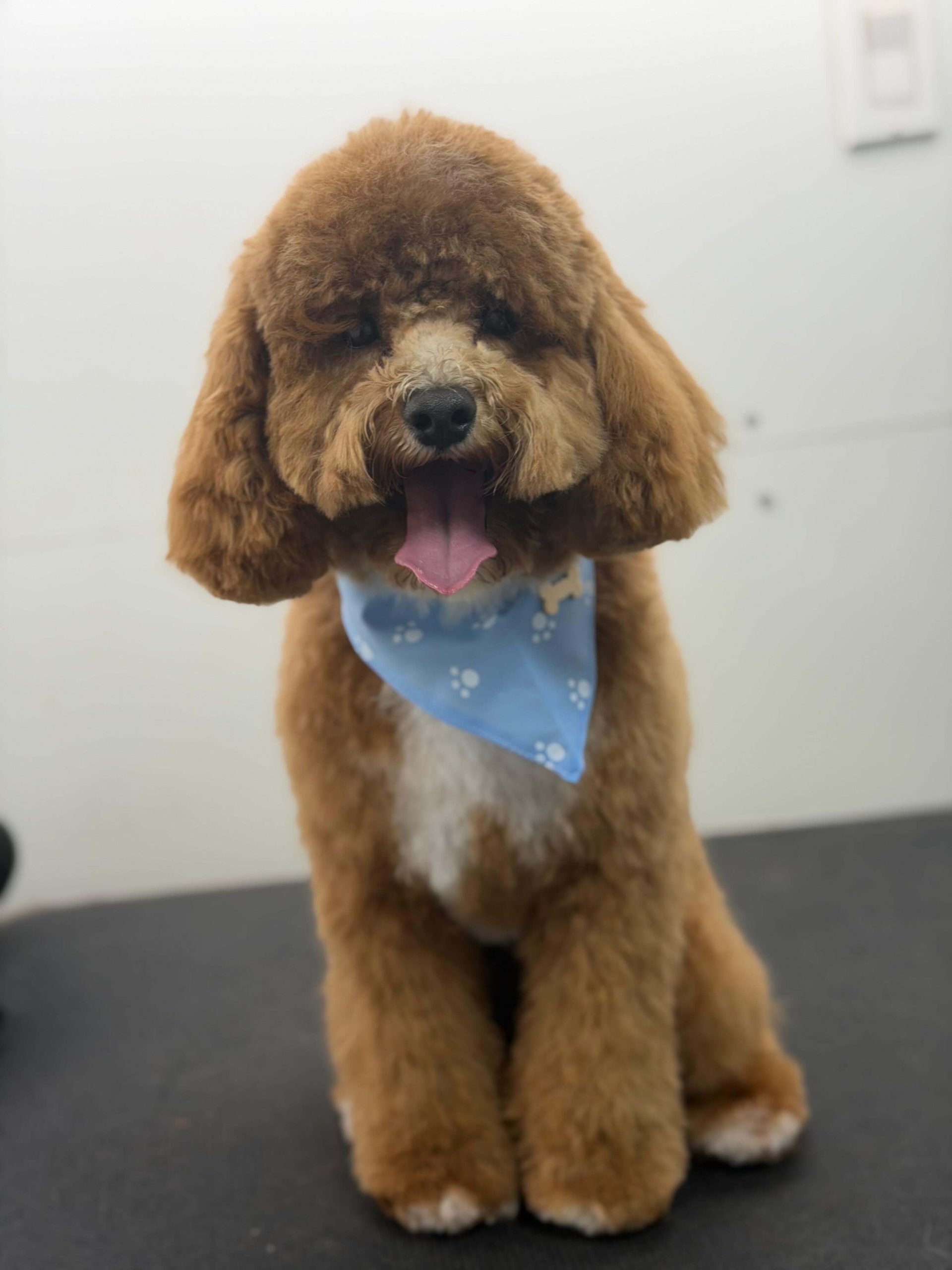 Happy groomed dog by Conga's Pet Grooming
