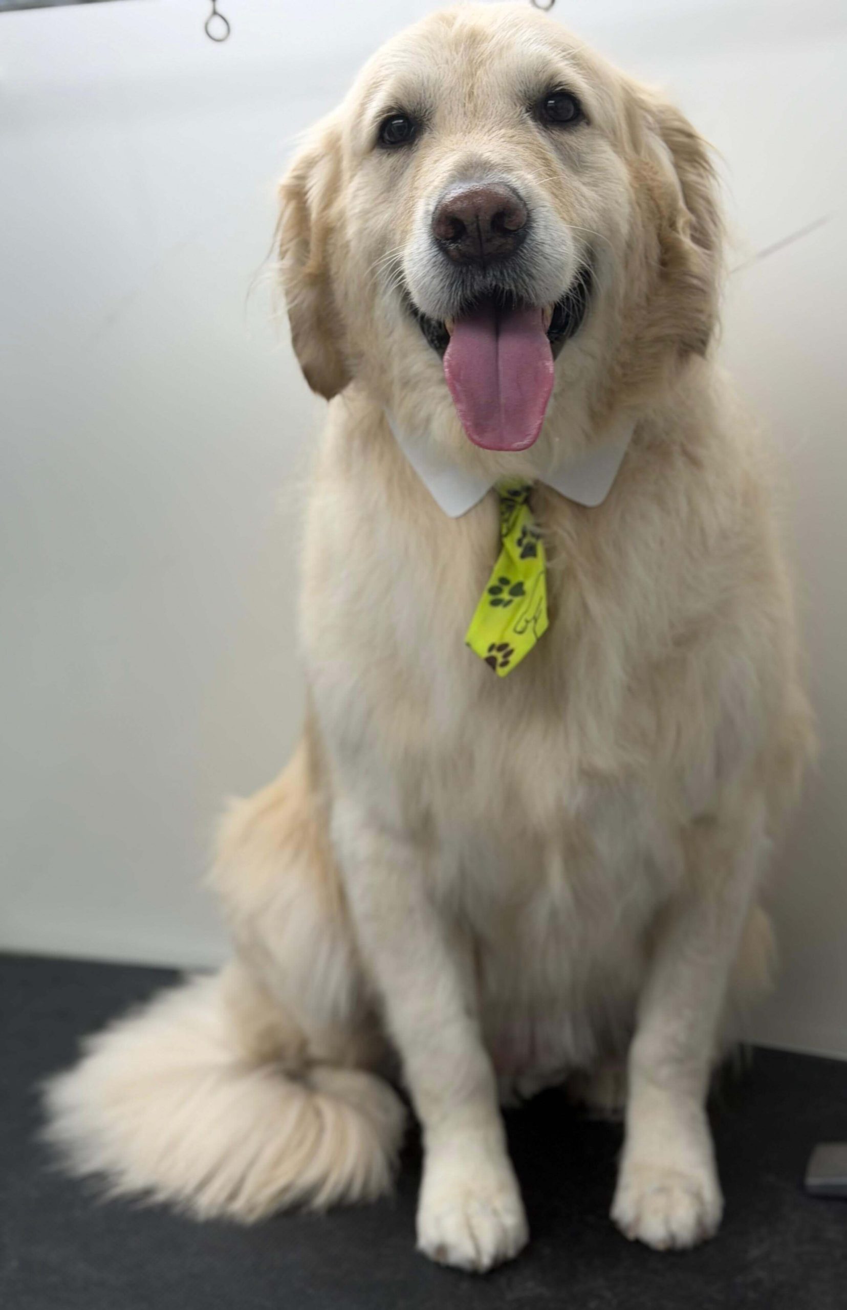 Professionally groomed dog by Conga's