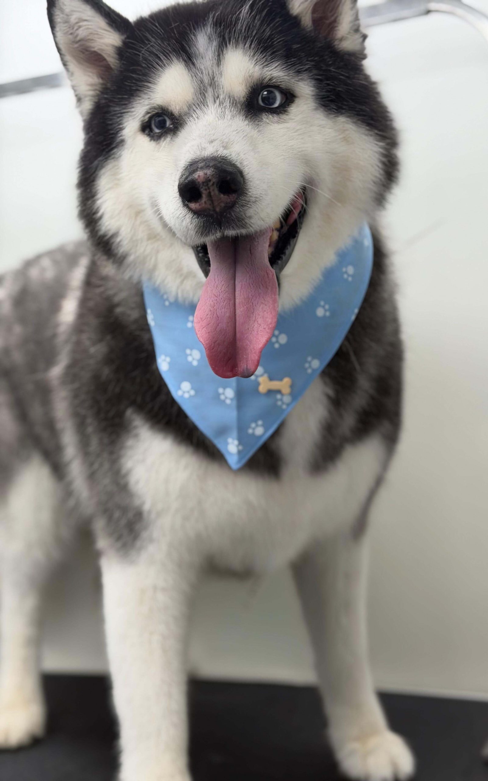 Two groomed dogs from Conga's Pet Grooming