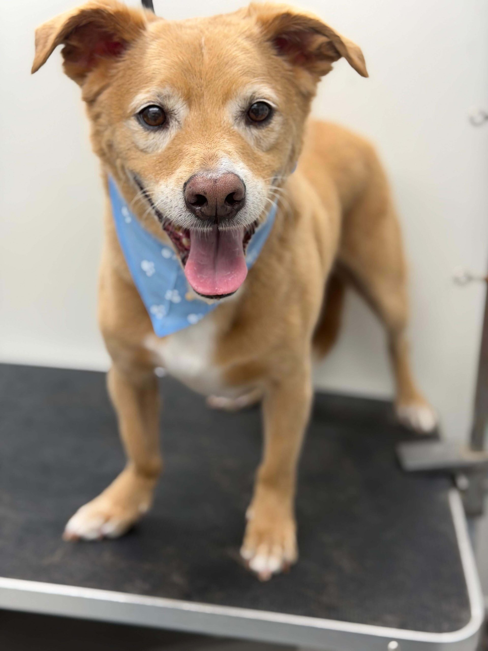 Freshly groomed puppy from Conga's Pet Grooming