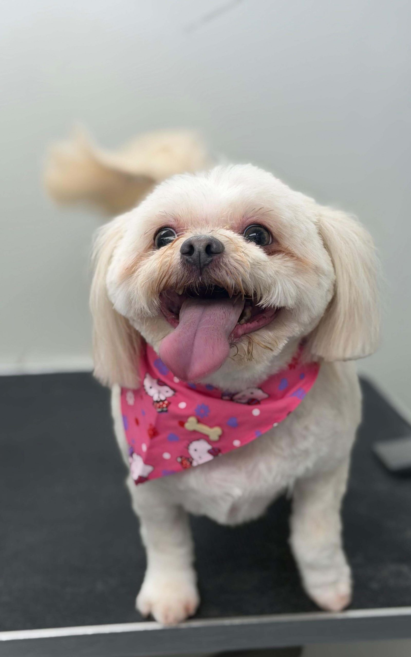 Happy dog after grooming by Conga's