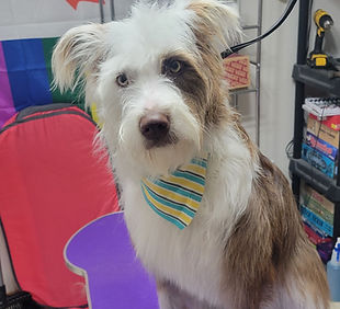 Dog groomed by Country Creature Comforts