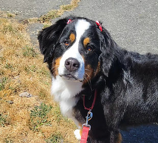 Another dog grooming example from Country Creature Comforts