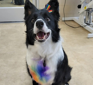 Colored dog groom example from Country Creature Comforts
