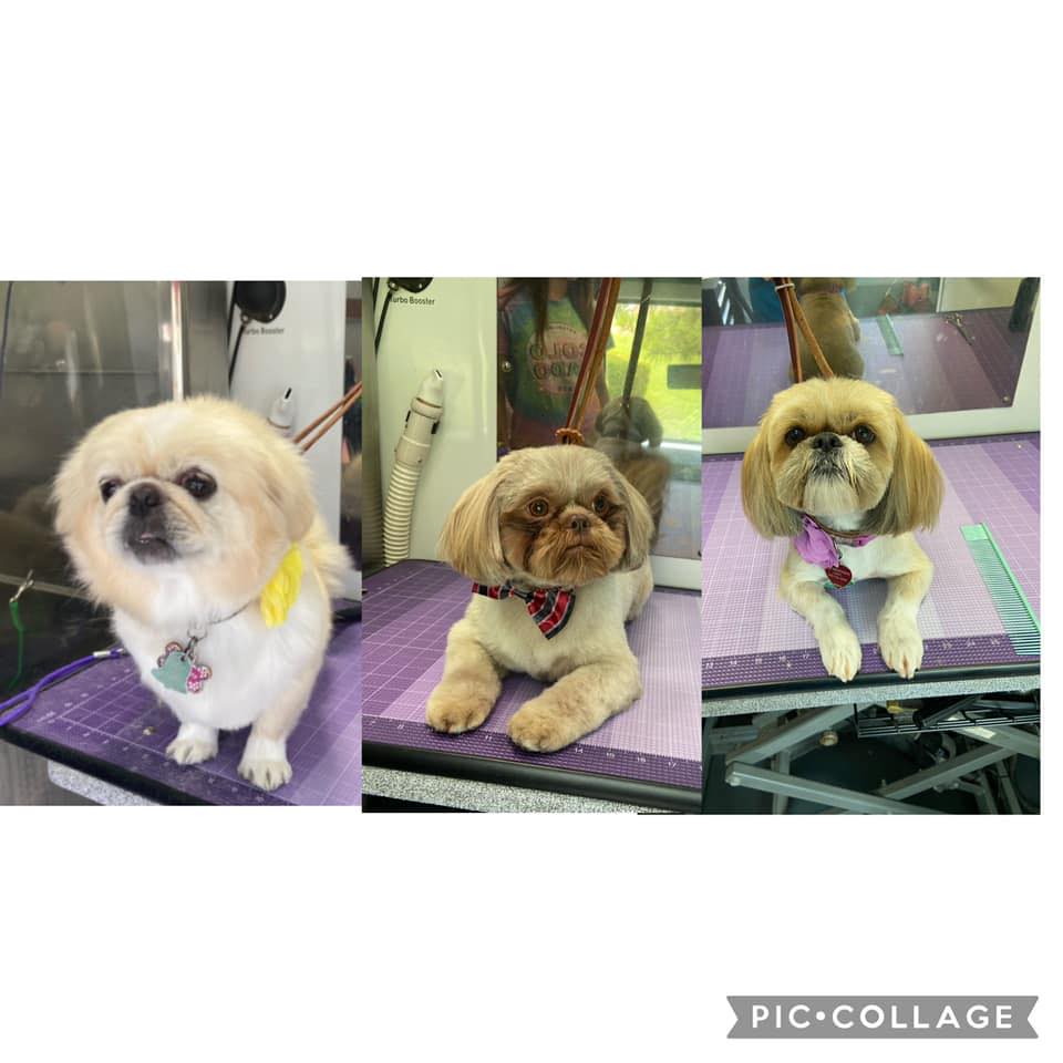 Curbside Cuties Mobile Grooming