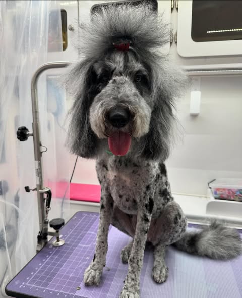 Groomed dog photo from Curbside Cuties Mobile Grooming