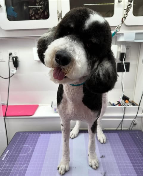 Another groomed dog from Curbside Cuties Mobile Grooming