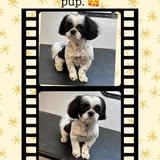 Groomed dog photo from Curbside Cuts by Christy Facebook page