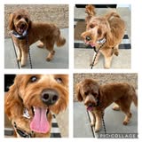 Dog grooming result from Curbside Cuts by Christy Facebook page