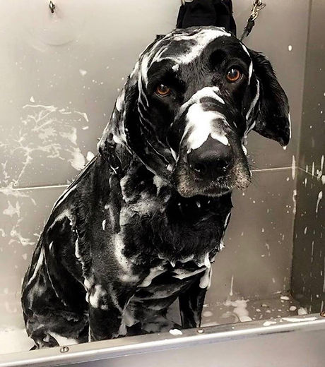 Curbside Pet Spa LLC