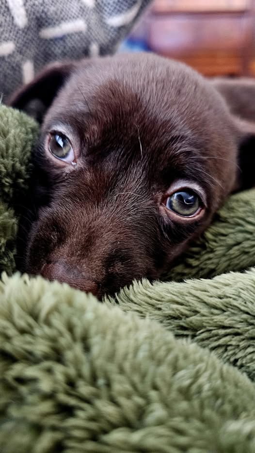 Cypress Mobile Dog Grooming