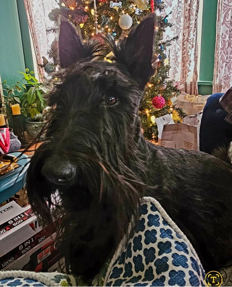 Profile image for Cypress Mobile Dog Grooming