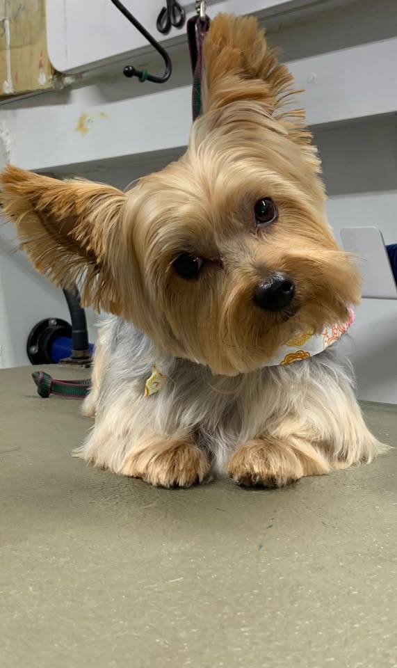 Dapper & Diva Krewe Mobile Dog Grooming