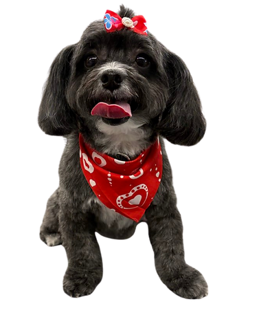 DapperTails Mobile Grooming - Greensboro