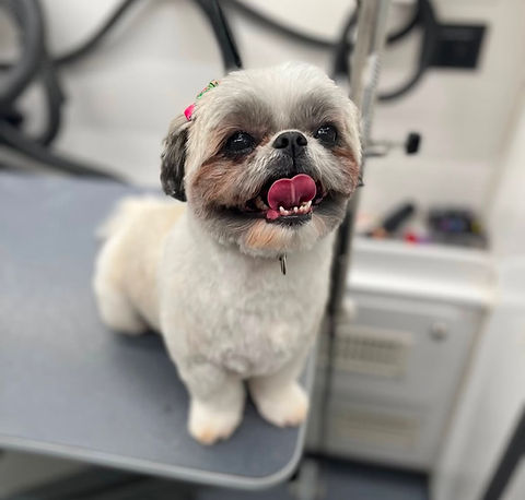 DapperTails Mobile Grooming dog service photo