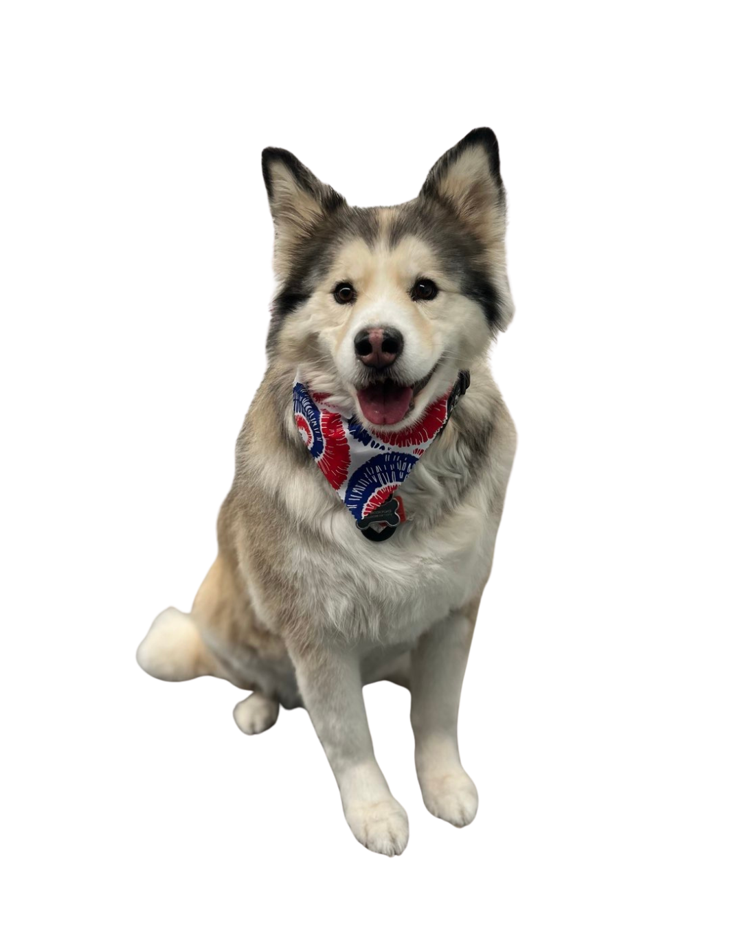 DapperTails Mobile Pet Grooming of Long Island